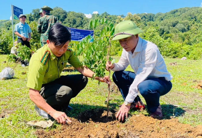 Xã Tuyên Lâm: Trồng gần 178ha rừng cây bản địa