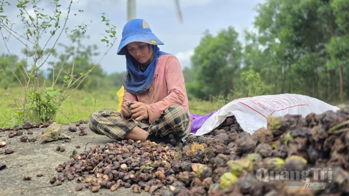 Hạt trẩu nâng giá trị rừng