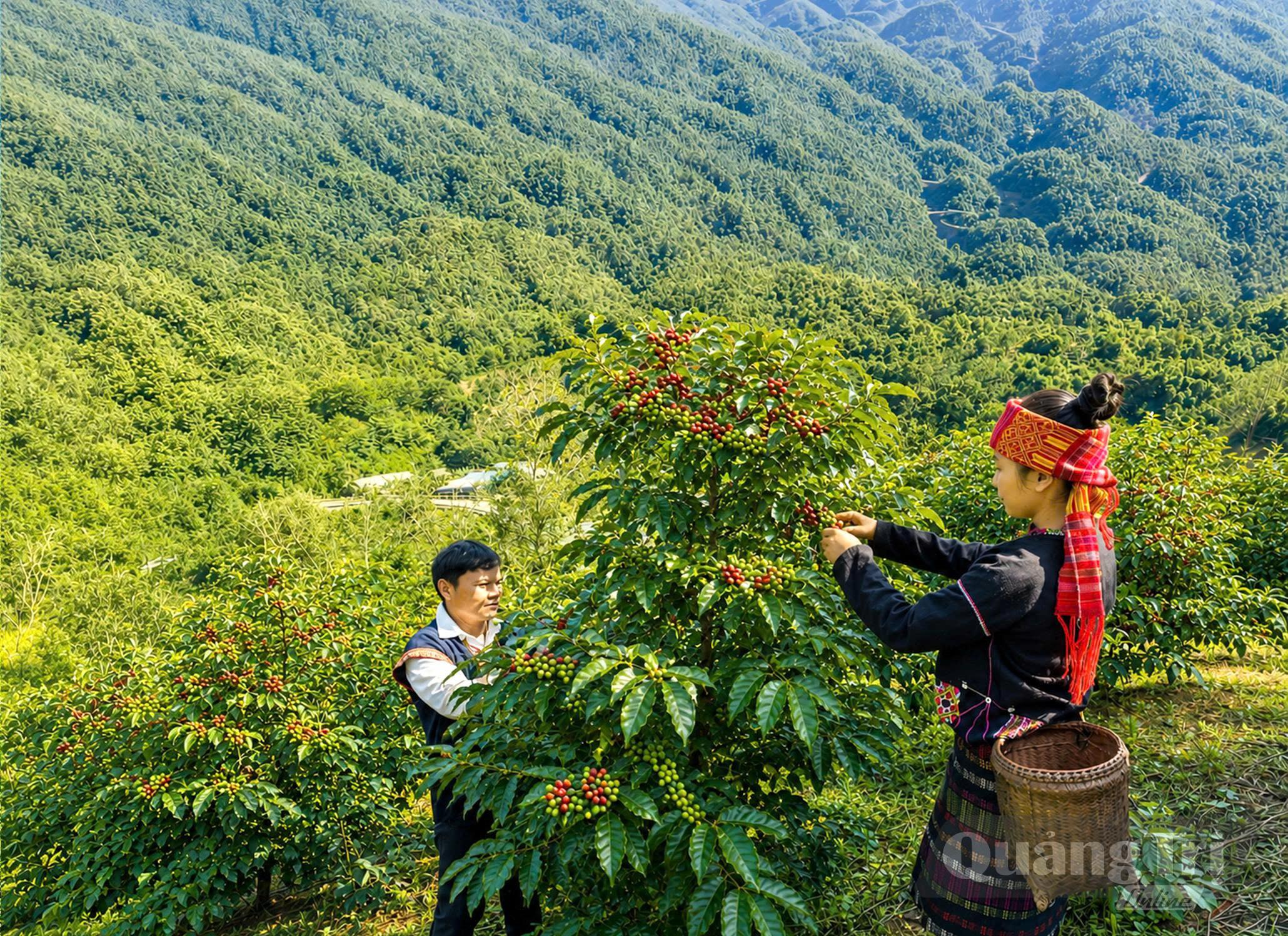 Thu hoạch cà phê Arabica Khe Sanh - Ảnh: LÊ TÚ