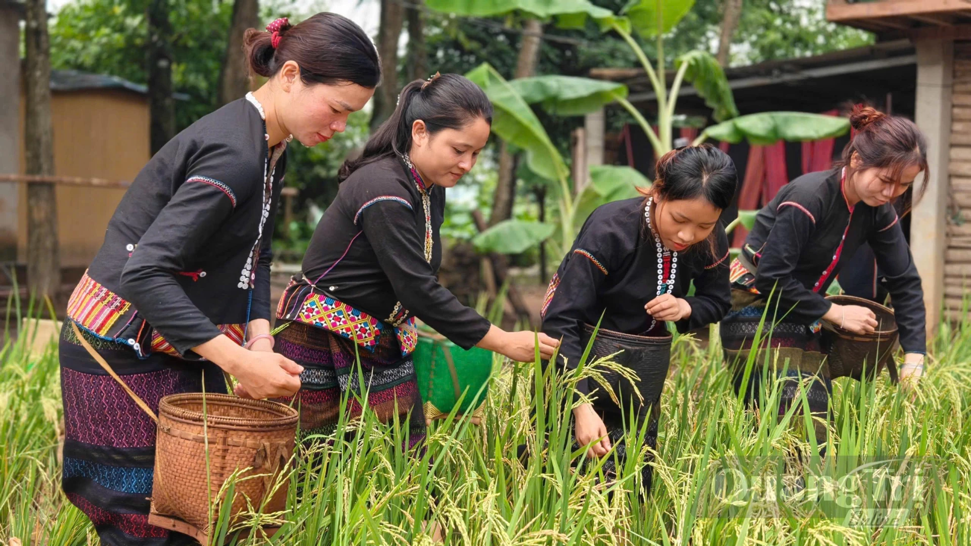 Tái hiện hoạt động tuốt lúa tại chương trình - Ảnh: LO 