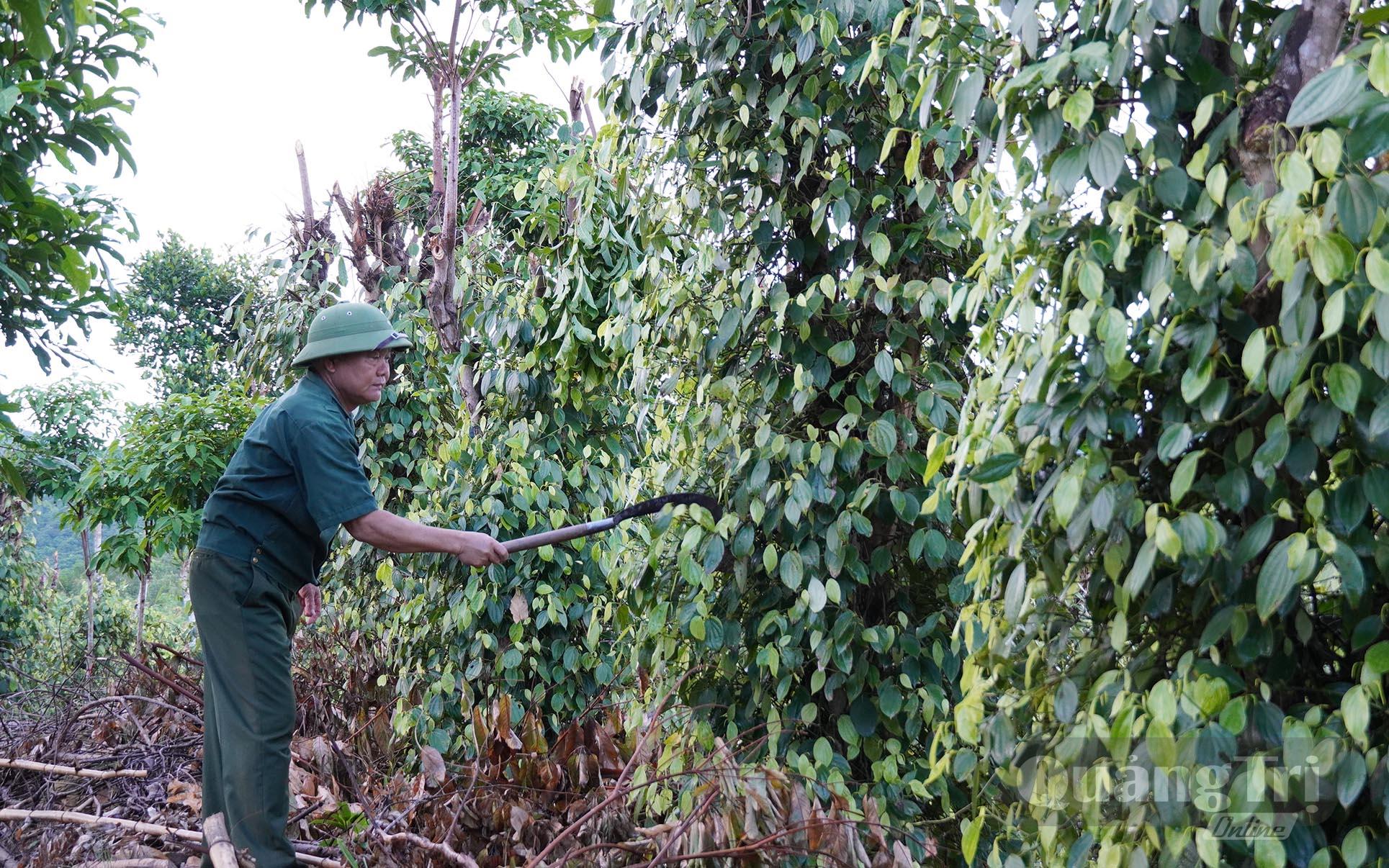 Mô hình kinh tế tổng hợp của ông Phan Xuân Thủy - Ảnh: C.H