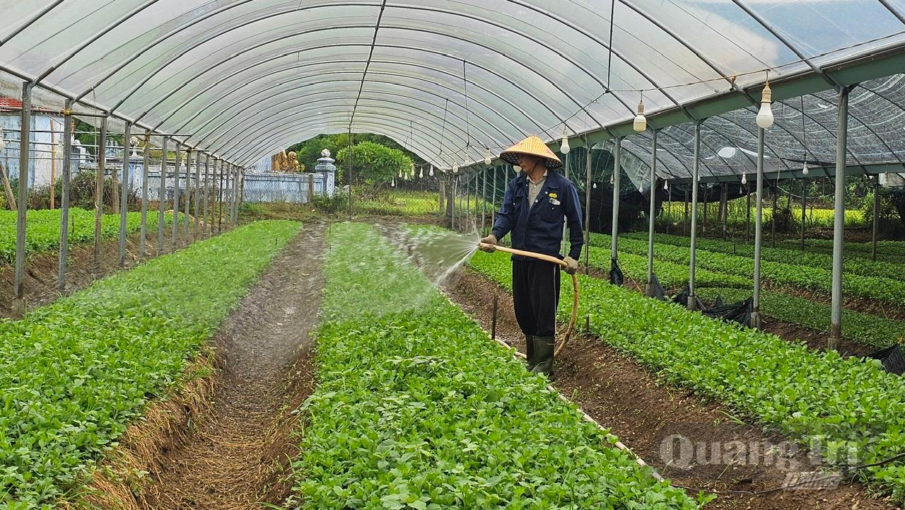Mô hình trồng hoa cúc của ông Trần Ngọc Nhân ở thôn Hà Trung, xã Gio Linh được nhiều người đến tham quan học hỏi - Ảnh: P.K