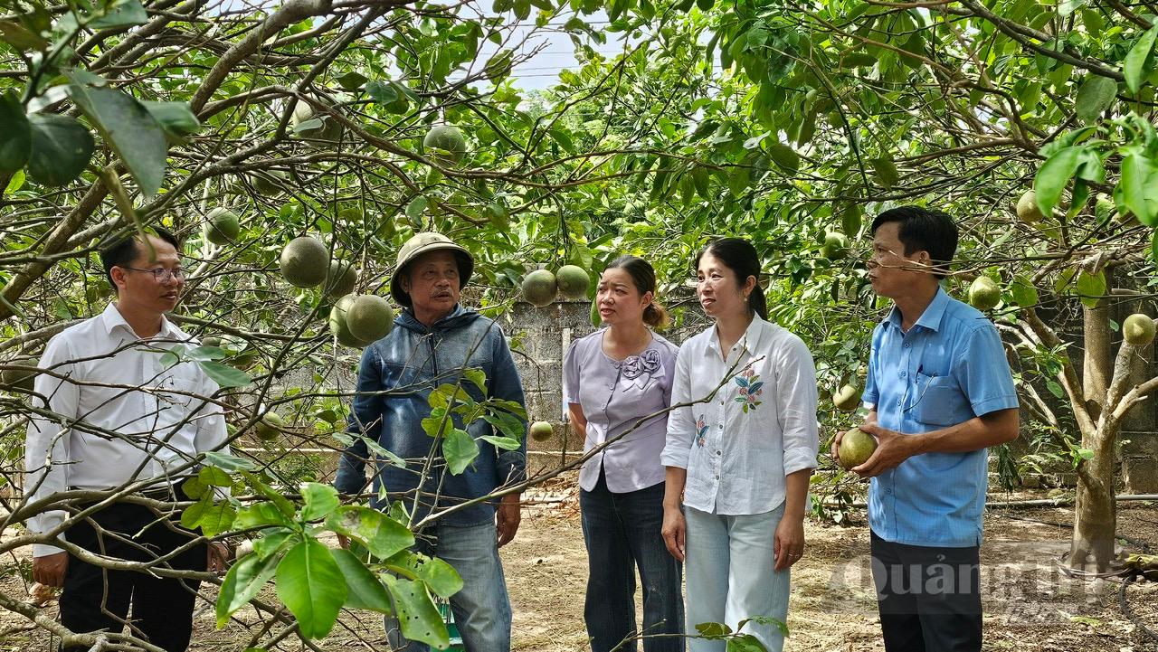 Mô hình trồng cây ăn quả mang lại giá trị kinh tế cao tại thôn Thủy Ba, xã Vĩnh Thủy - Ảnh: T.T