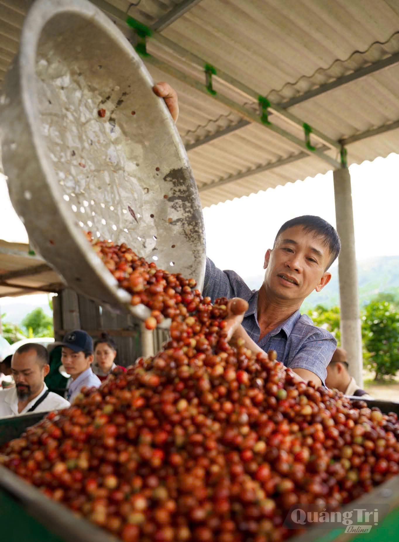 Hợp tác xã Nông nghiệp sinh thái Bốn Phương chú trọng kiểm soát chất lượng cà phê từ thu mua đến chế biến - Ảnh: N.B