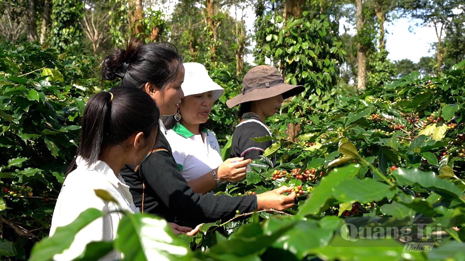 Bà Nguyễn Thị Hằng (người đội mũ trắng), Giám đốc Hợp tác xã Nông sản Khe Sanh, hướng dẫn người dân kỹ thuật thu hoạch cà phê - Ảnh: N.B