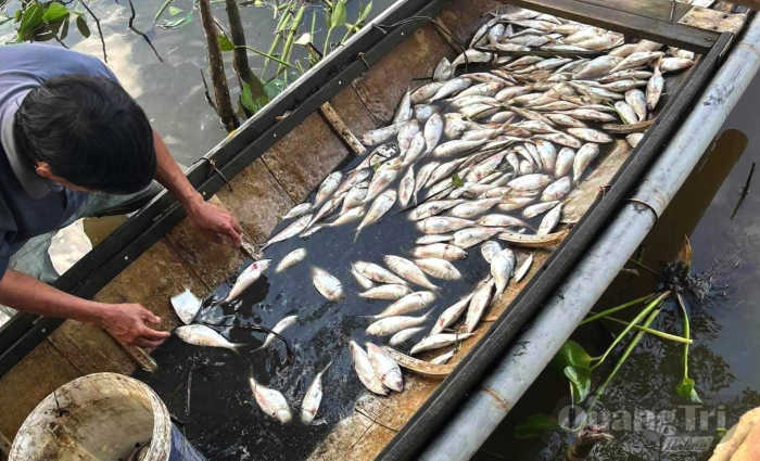 Cá chết hàng loạt trên sông Sa Lung