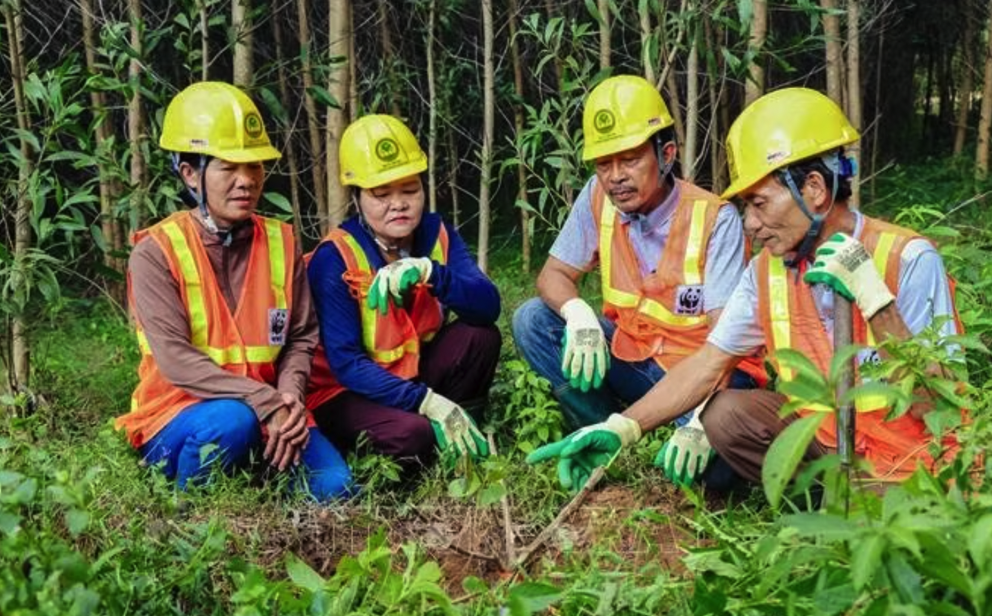 Từ diện tích rừng chủ yếu trồng keo, gia đình ông Lê Văn Nam, xã Triệu Phong bắt đầu trồng xen thêm các loài cây bản địa nhằm phát triển kinh tế bền vững. Ảnh: TTXVN phát