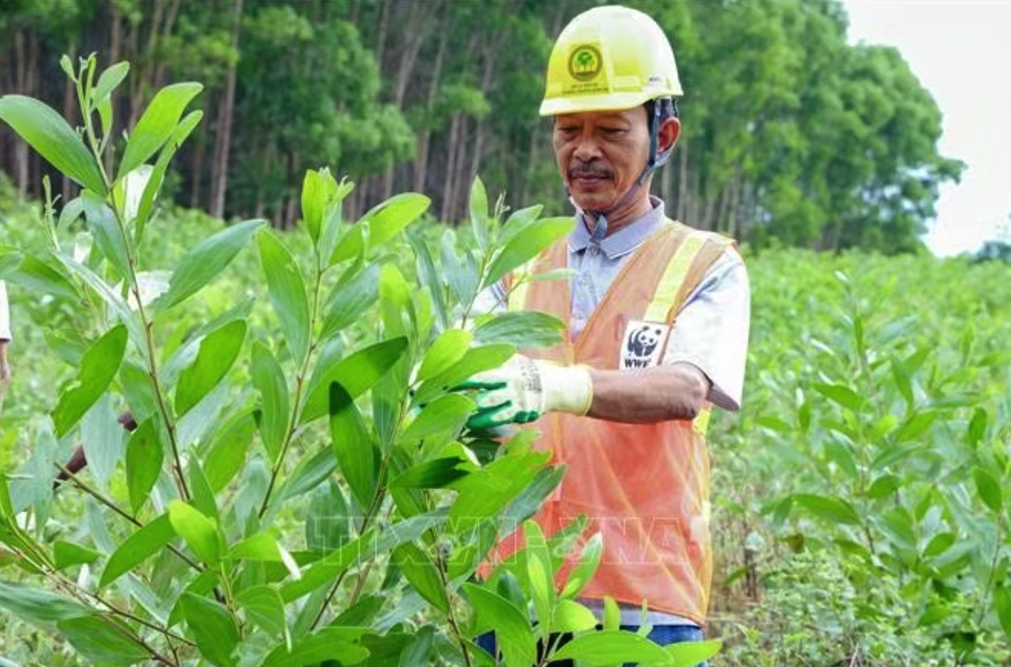 Trồng rừng gỗ lớn mang lại thu nhập cao cho gia đình ông Trần Đình Việt, xã Triệu Phong. Ảnh: TTXVN phát