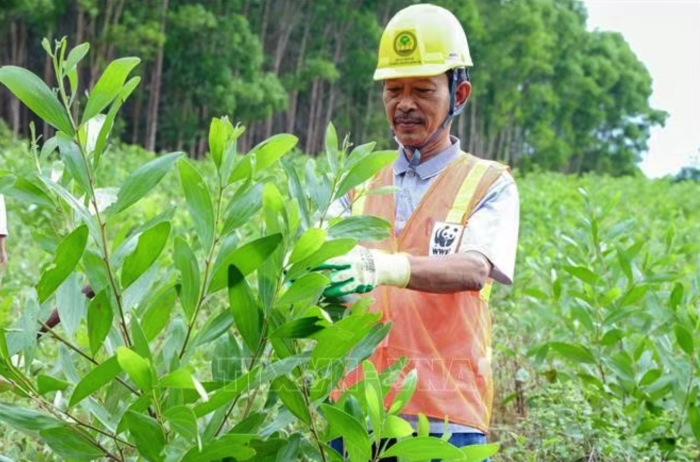 Mở hướng mới phát triển lâm nghiệp gắn sinh kế của người dân