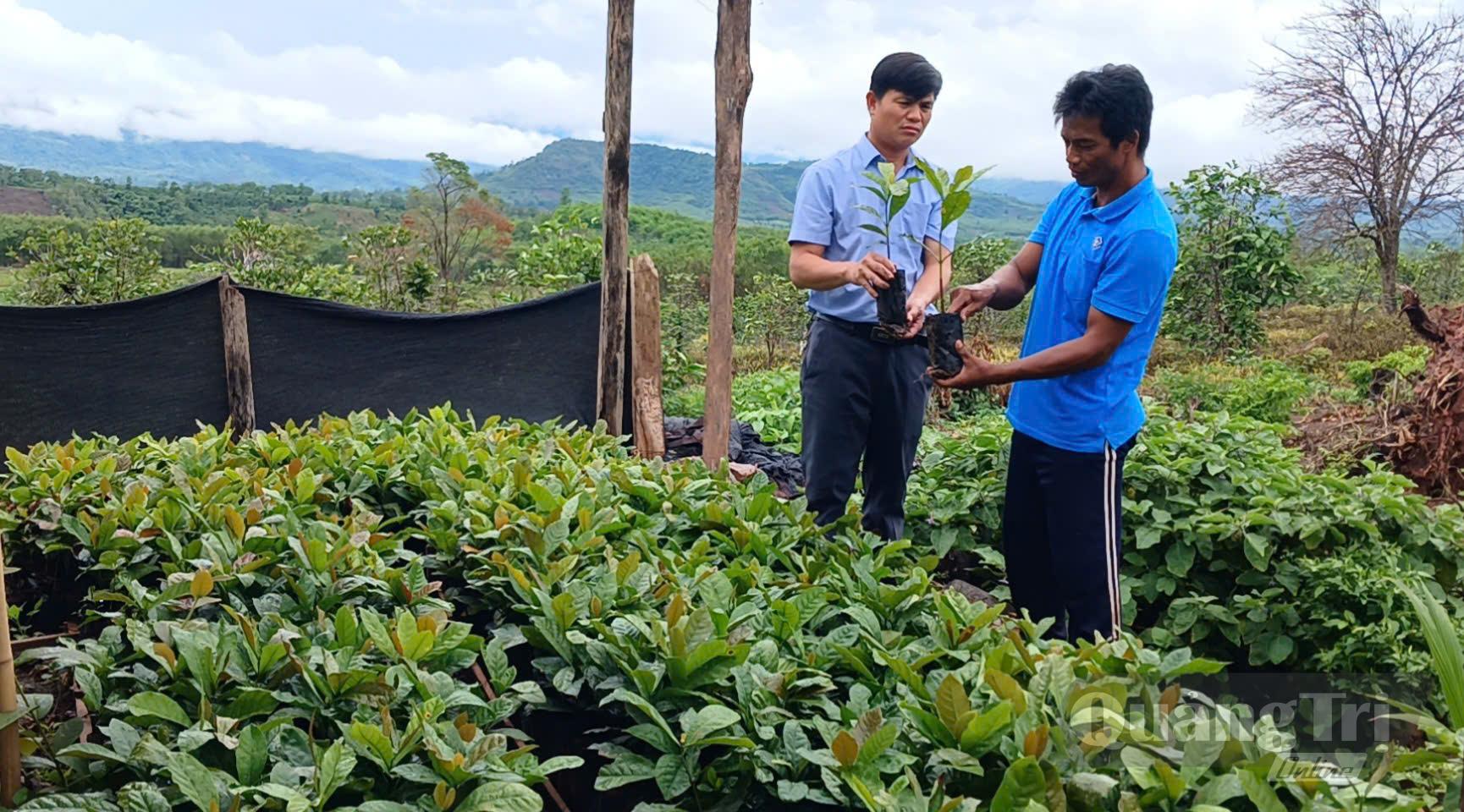 Chuẩn bị cây giống phục vụ mở rộng vùng trồng cà phê Khe Sanh - Ảnh: N.B
