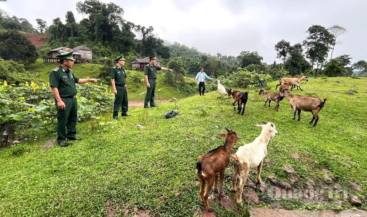 Cán bộ Đồn Biên phòng Cà Roòng hướng dẫn ông Đinh Thông, bản Troi kỹ thuật chăm sóc dê - Ảnh: K.H