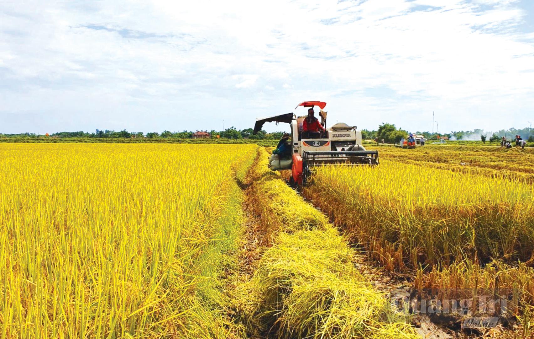 Đưa máy gặt đập liên hợp vào thu hoạch lúa trên những cánh đồng lớn - Ảnh: K.S