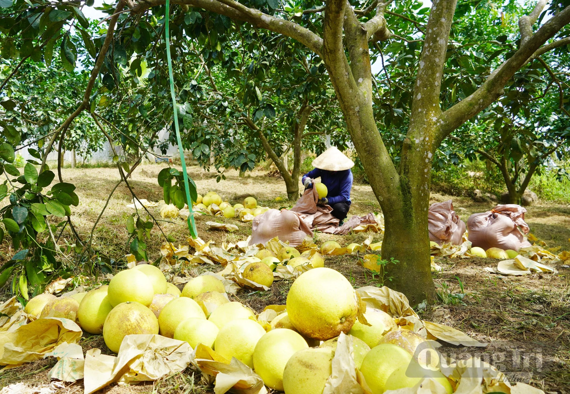 Người dân xã Đồng Lê đang thu hoạch bưởi - Ảnh: X.V