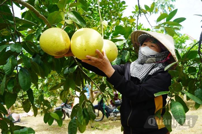 Mùa bưởi ở Đồng Lê