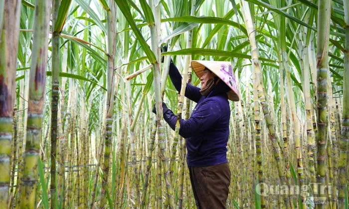 Nam Trạch: Sản xuất vụ hè-thu cơ bản an toàn, hiệu quả