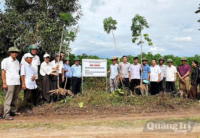 Triển vọng từ giống sắn kháng bệnh khảm lá