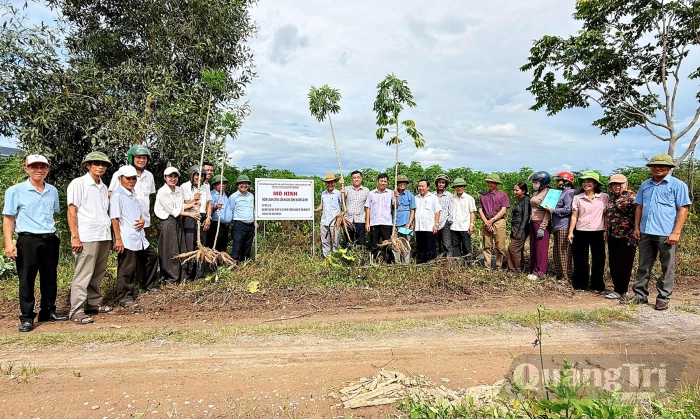 Giống sắn HN1 cho năng suất dự kiến gần 33 tấn/ha