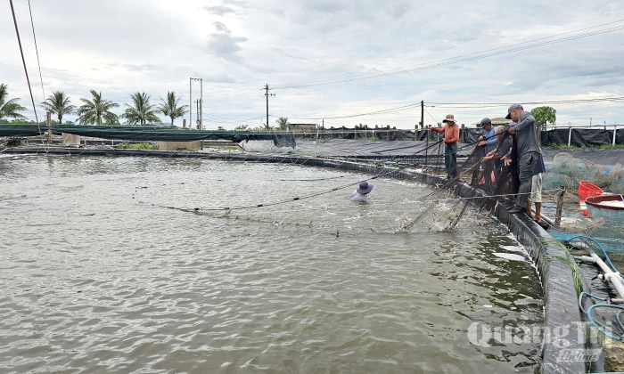 Bảo vệ diện tích nuôi thủy sản trước mùa mưa bão