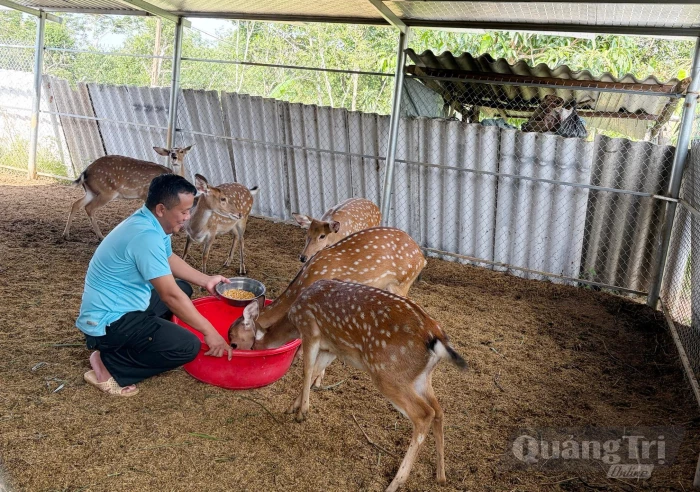Kỳ vọng mô hình nuôi hươu sao lấy nhung