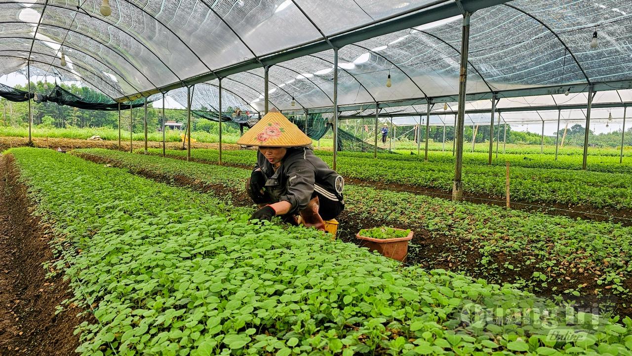 Nông dân xã Gio Linh linh hoạt ứng dụng khoa học kỹ thuật, nâng cao hiệu quả kinh tế từ mô hình trồng hoa cúc. - Ảnh: P.K