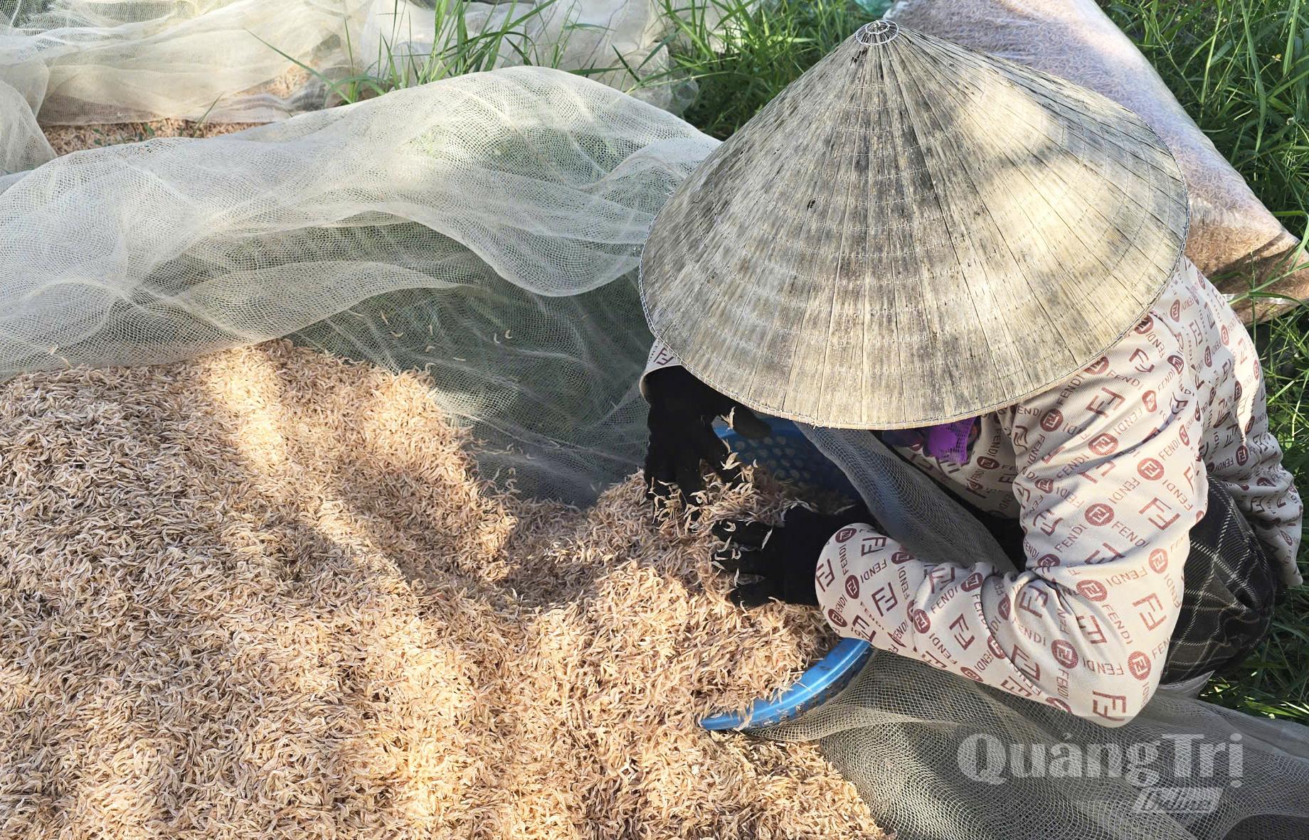 Ruốc vừa được thu gom sau 1 ngày phơi nắng-P.P