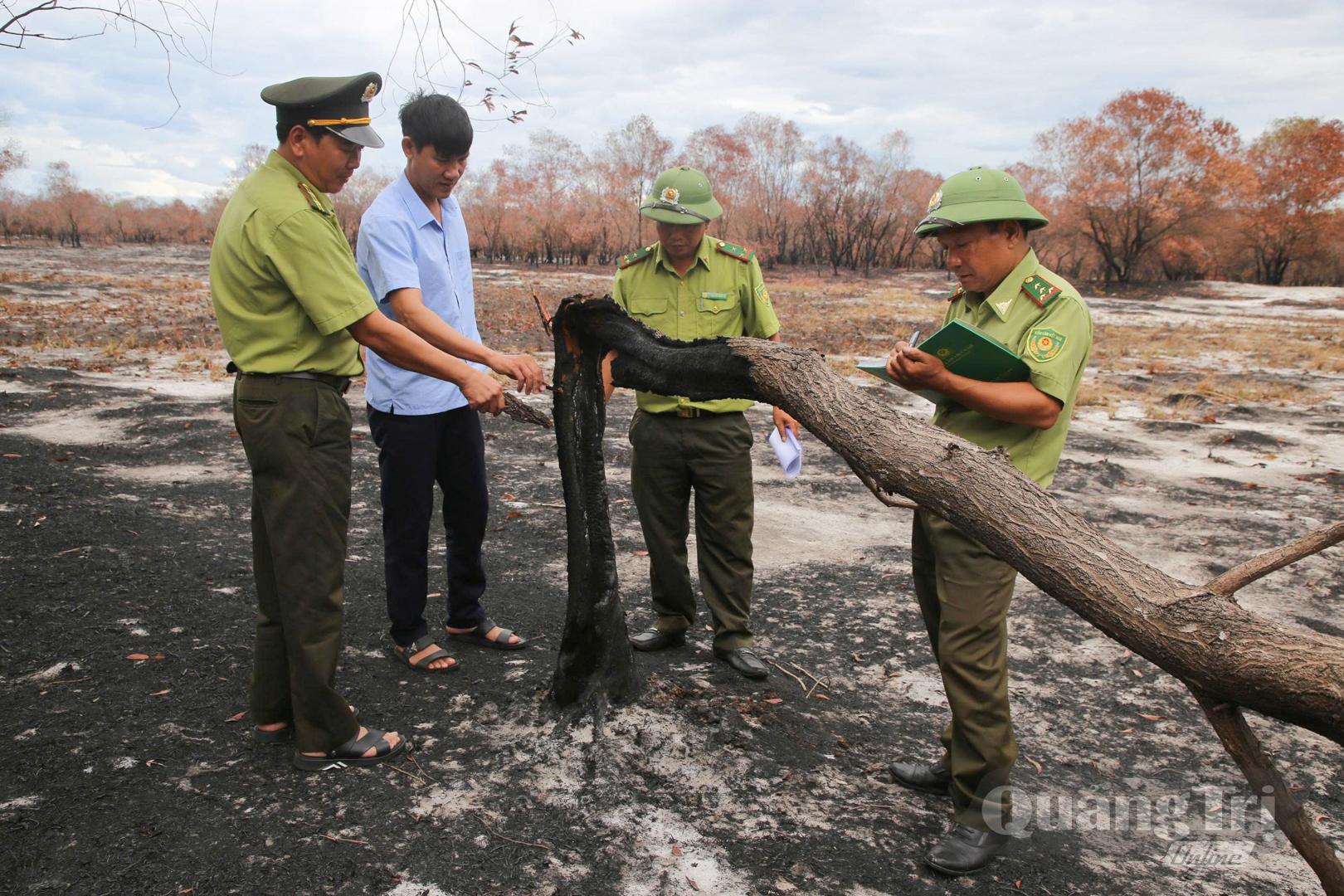Trong phạm vi do Hạt Kiểm lâm Triệu Phong quản lý tại xã Triệu Cơ và Nam Cửa Việt, diện tích đáp ứng tiêu chí thành rừng mới đạt khoảng 50-60%, tùy địa bàn - Ảnh: L.T