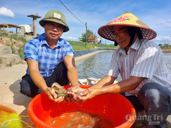 Để tôm Hói Hà ra thị trường