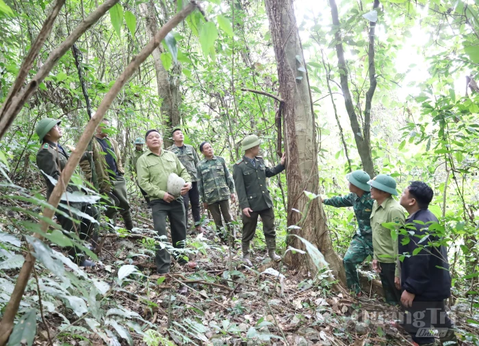 Phát huy giá trị kinh tế rừng