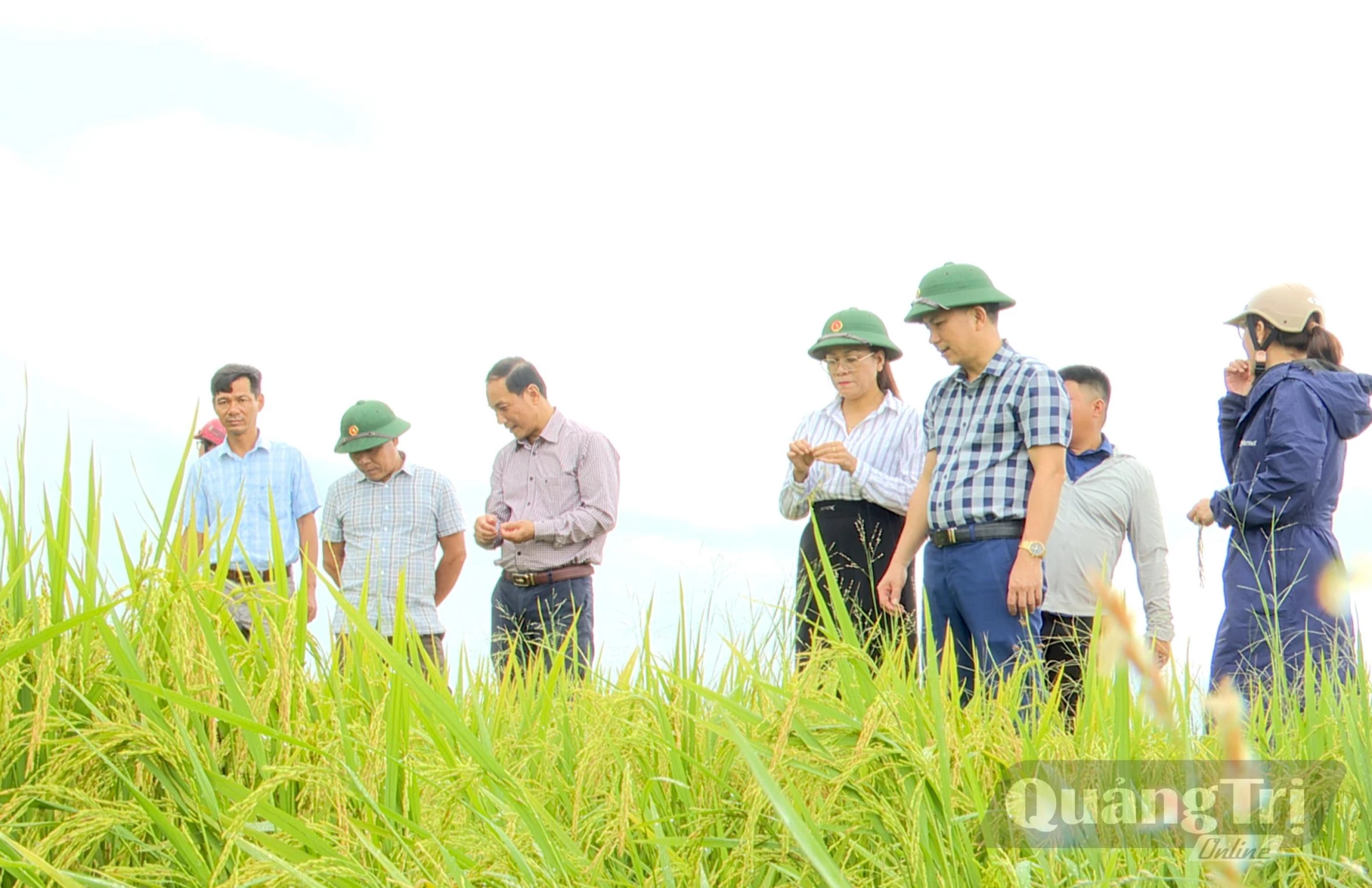 Vĩnh Thủy triển khai 49,5ha lúa hữu cơ trong vụ đông-xuân 2025-2026 - Ảnh Q.N