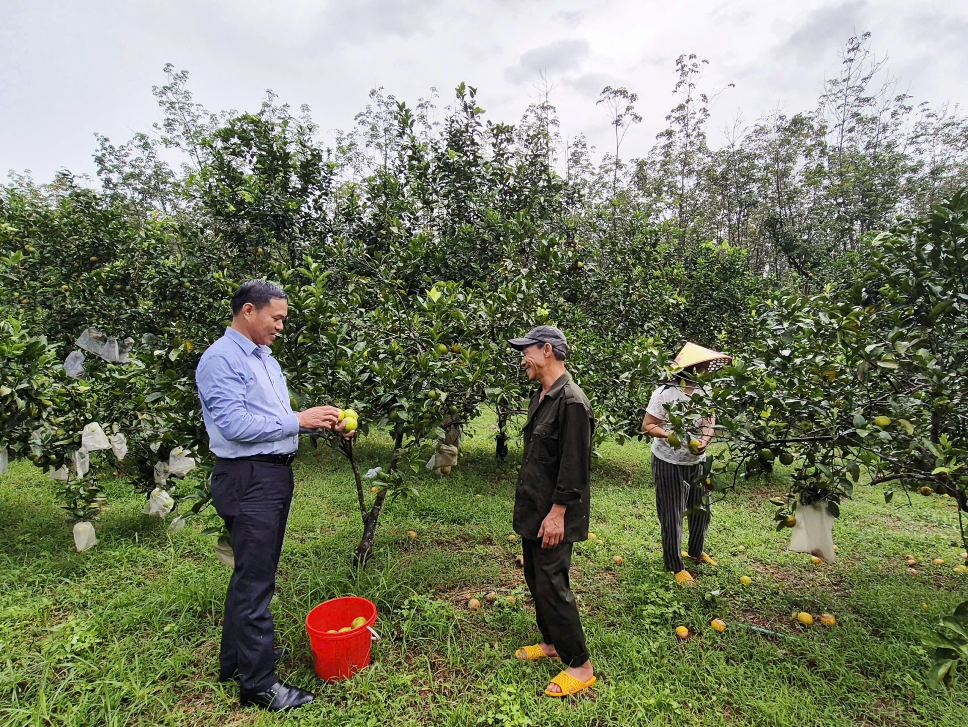 Ông Nguyễn Hoàng Kim (bên phải) chia sẻ kinh nghiệm trồng cây ăn quả ở vùng gò đồi Triệu Phong - Ảnh: K.S