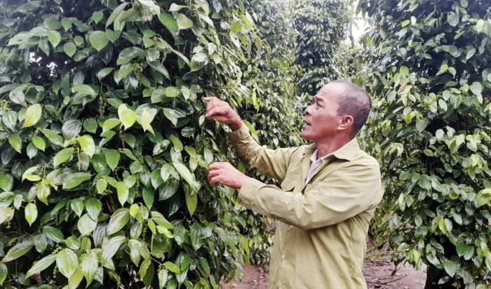Phát triển cây hồ tiêu ở Tân Lập
