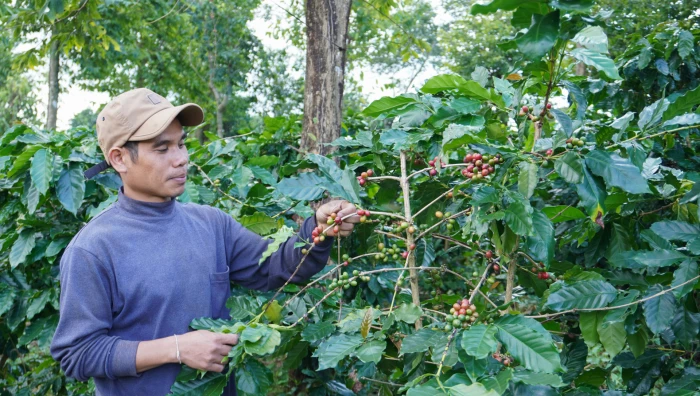 Đưa cà phê Khe Sanh ra 'biển lớn'