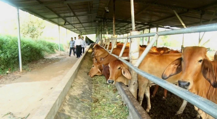 Hiệu quả từ trang trại nuôi bò nhốt ở vùng biên