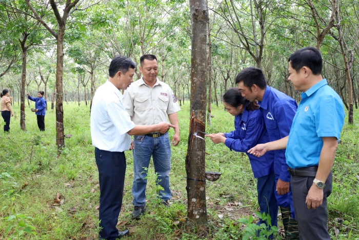 Người giữ màu xanh Việt Trung