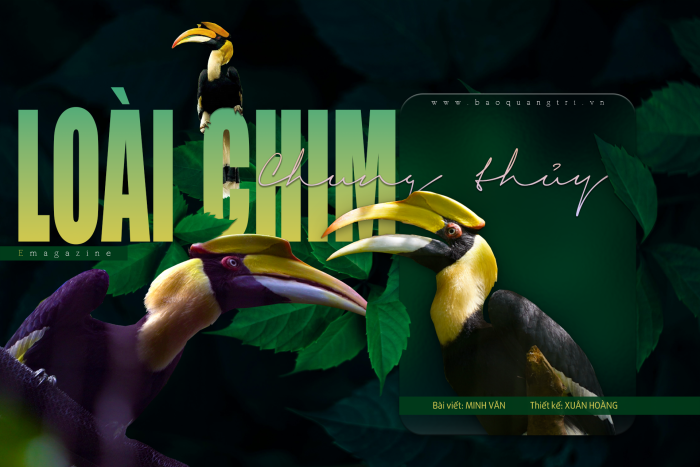 Loài chim chung thủy