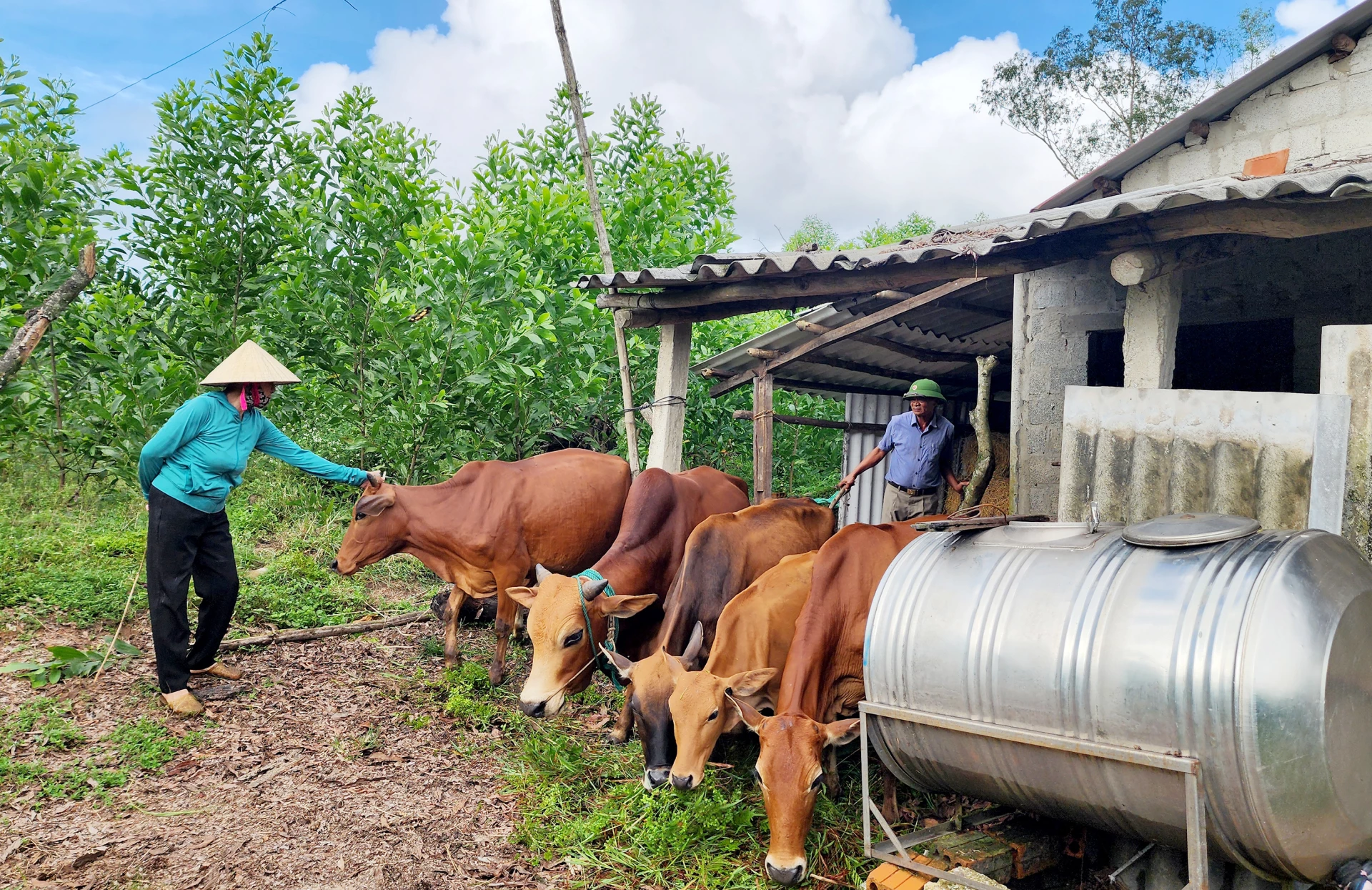 Đàn bò của gia đình nữ cựu chiến binh Nguyễn Thị Hồng - Ảnh: T.L