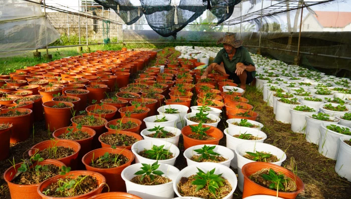 Để người trồng hoa Tết vơi bớt nỗi lo