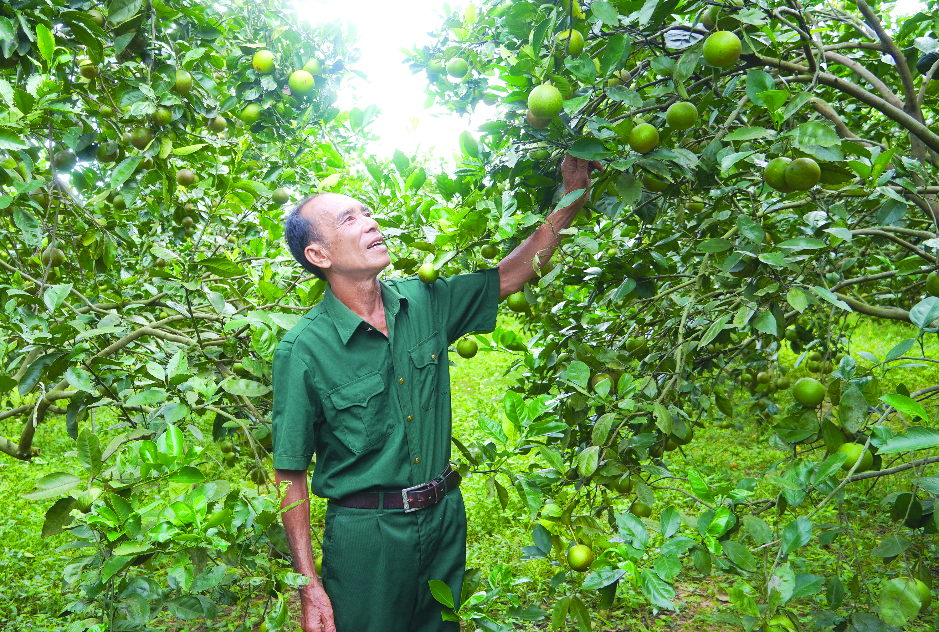 Tỉ phú trên đất gò đồi