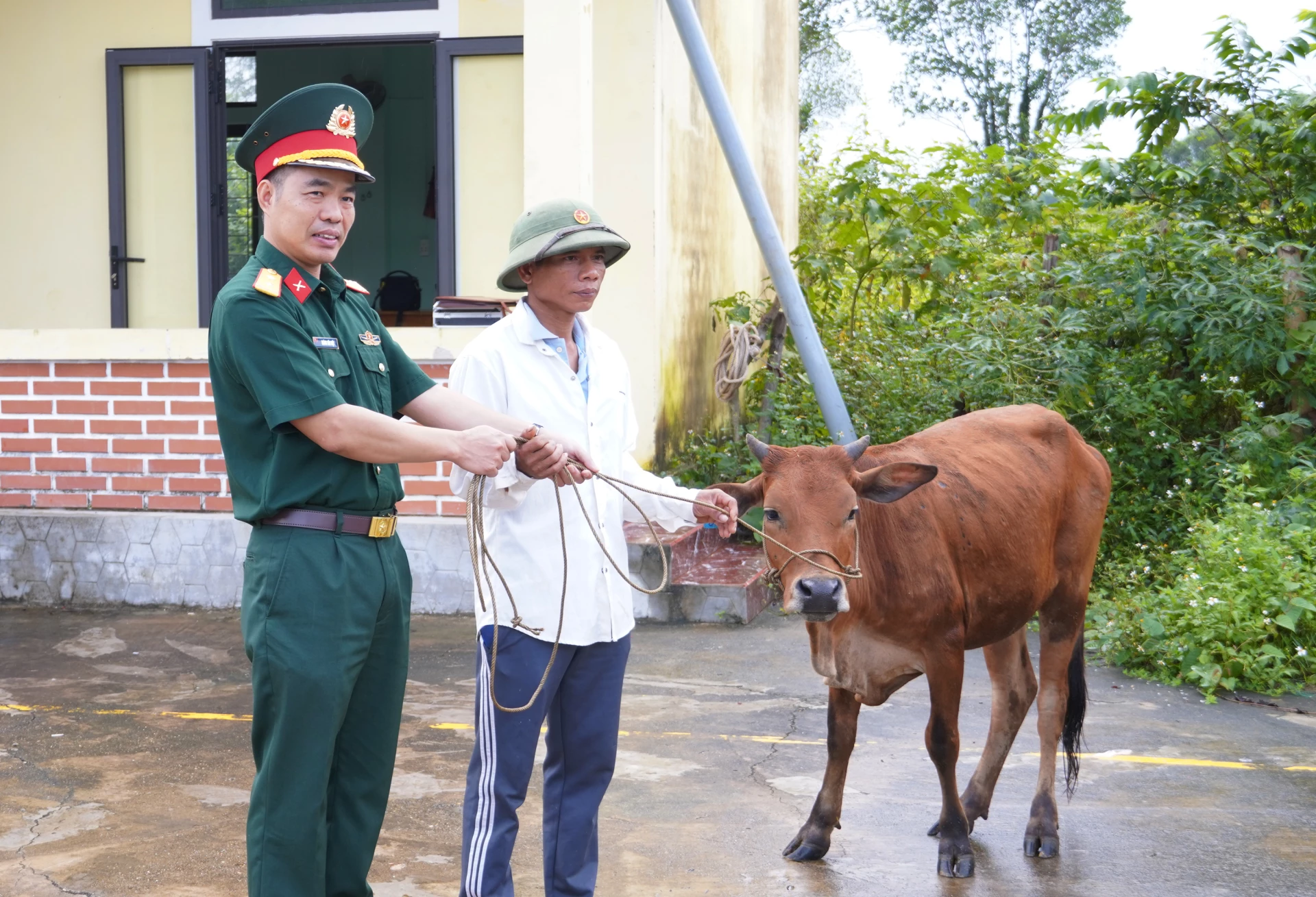 Đoàn Kinh tế-Quốc phòng 79 bàn giao bò giống sinh sản cho hộ nghèo tại xã Kim Ngân, tỉnh Quảng Trị - Ảnh: N.H