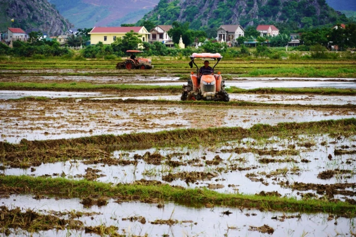 Các giống lúa lai tiếp tục được khuyến khích mở rộng ở những vùng phù hợp