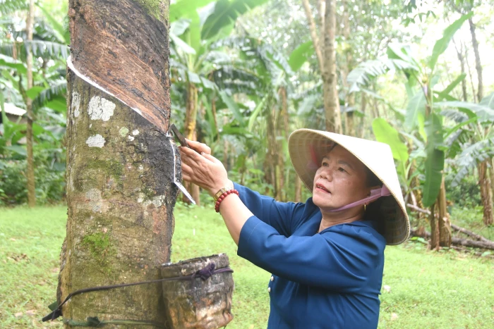 Vươn lên làm giàu trên vùng đất đỏ bazan
