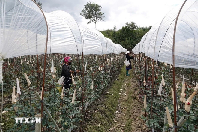 Nhờ liên kết trồng hoa hồng, hàng trăm hộ dân ở Mù Cang Chải đã có cuộc sống khá giả, giảm nghèo bền vững. (Ảnh: TTXVN phát)