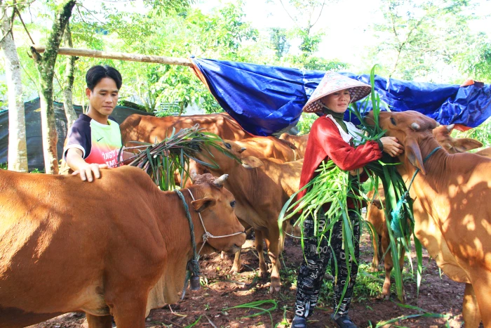 Giấc mơ làm chủ trang trại bò của chàng trai Pa Kô