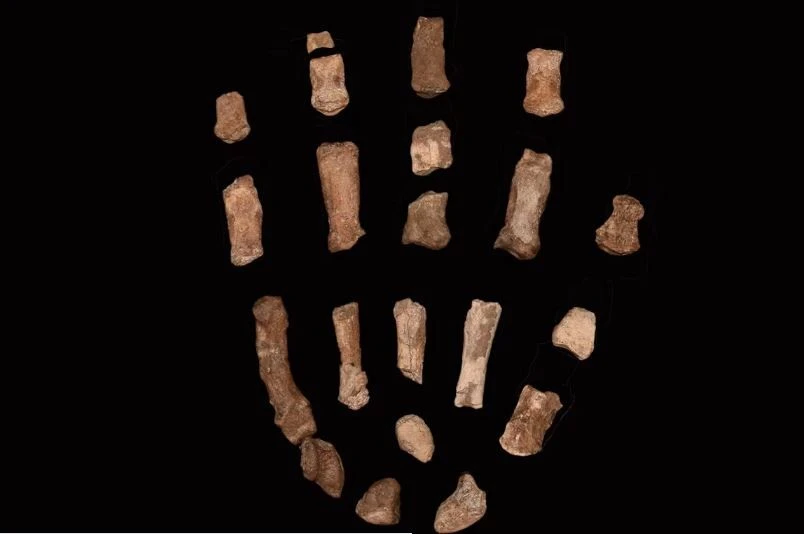 Tìm thấy hóa thạch một họ hàng đã tuyệt chủng của loài người