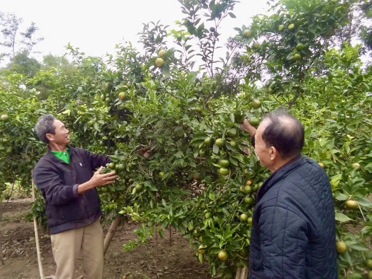 Người dân xã Triệu Cơ thi đua lao động sản xuất, phát triển kinh tế - Ảnh: T.A