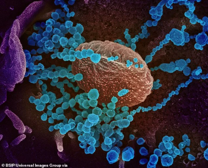 Thí nghiệm trên chuột đực cho thấy ảnh hưởng của virus SARS-CoV-2 đến thế hệ sau
