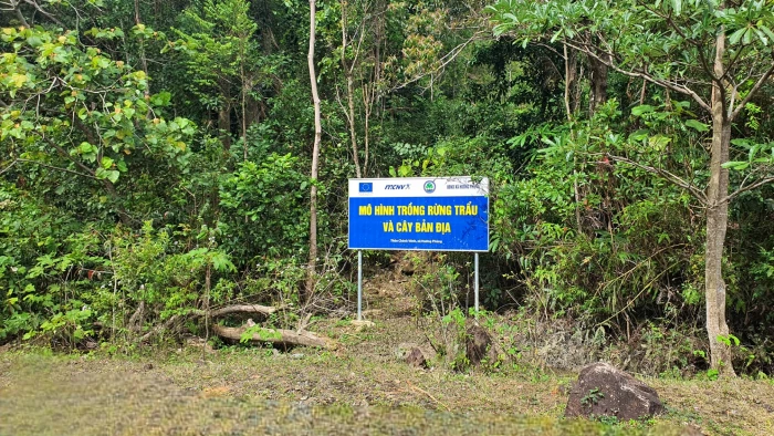 Sinh kế bền vững từ cây trẩu