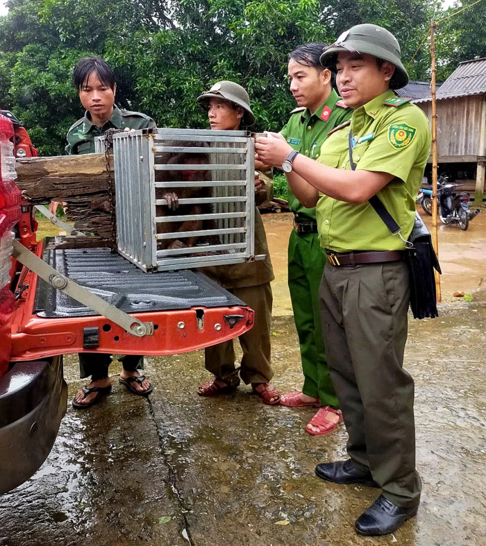 Thả 2 cá thể khỉ quý hiếm về môi trường tự nhiên