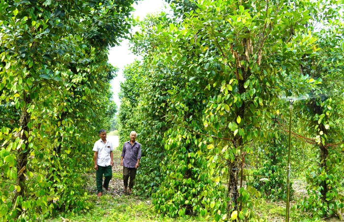 Khi nông dân giúp nhau phát triển kinh tế
