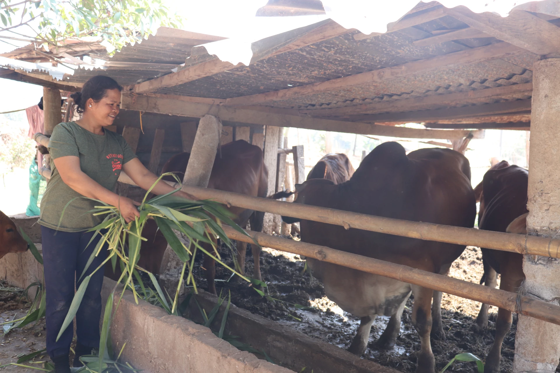 Nhờ được chăm sóc nên đàn bò của gia đình chị Cực phát triển khỏe mạnh, sinh sản tốt - Ảnh: T.P